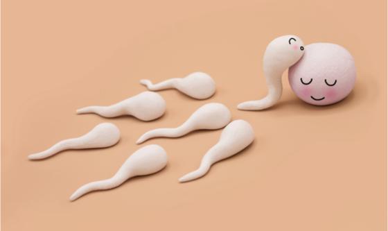 illustration, spermatozoïdes allant vers un ovule 