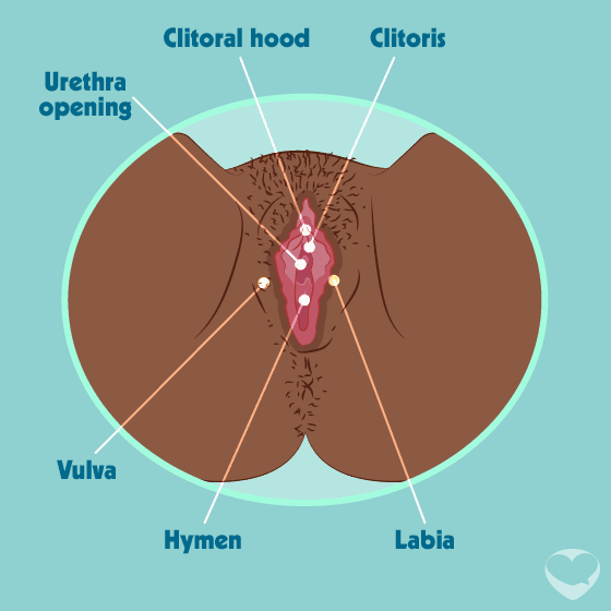 organes génitaux féminin, vulve et urètre
