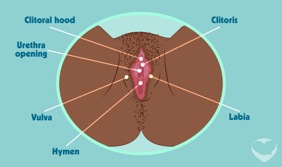 organes génitaux feminins, parties externes