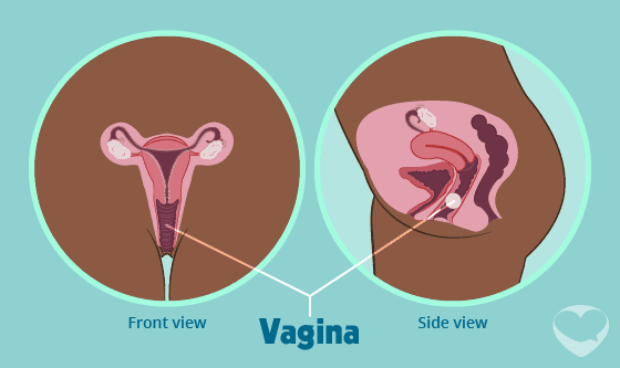 le vagin, vue de face et de coté